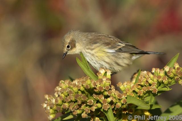 Yellow-rumped Warbler