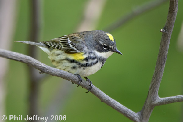 Yellow-rumped Warbler