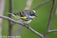 Yellow-rumped Warbler