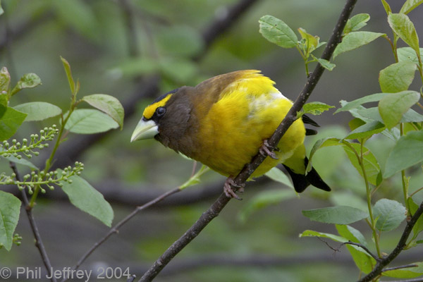 Evening Grosbeak