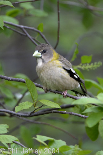 Evening Grosbeak