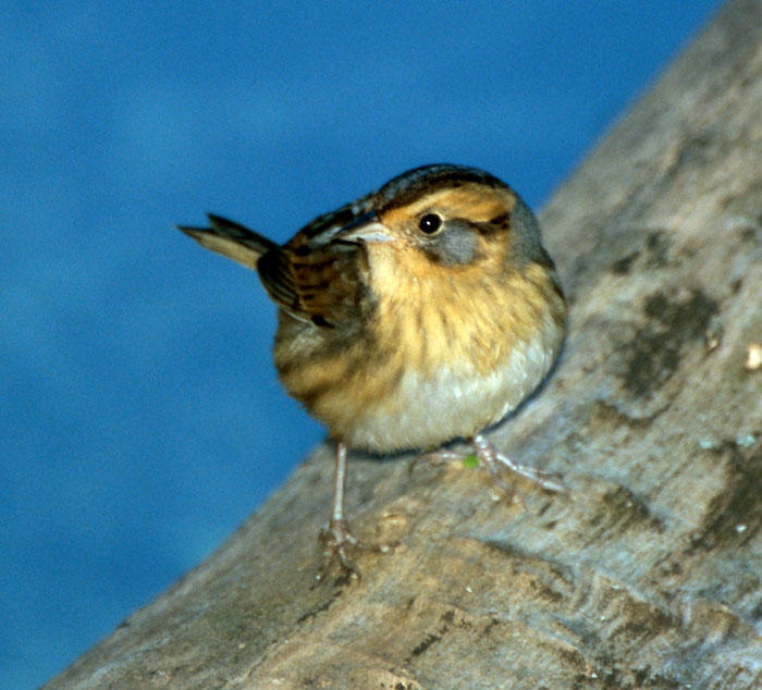 Nelson's Sharp-tailed Sparrow