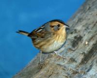 Nelson's Sharp-tailed Sparrow