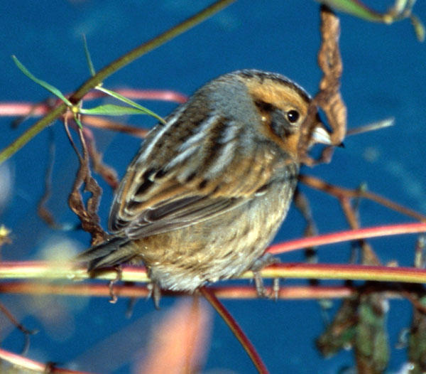 Nelson's Sharp-tailed Sparrow