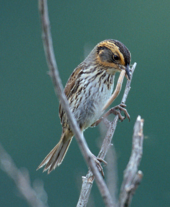 Saltmarsh Sharp-tailed Sparrow