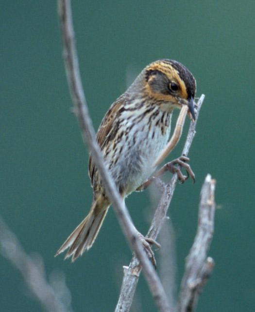 Saltmarsh Sharp-tailed Sparrow