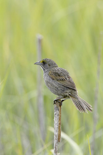 Seaside Sparrow
