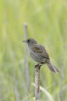 Seaside Sparrow