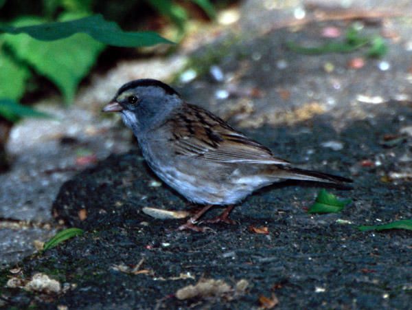 White-throated Sparrow X Dark-eyed Junco hybrid