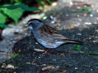 White-throated Sparrow X Dark-eyed Junco hybrid