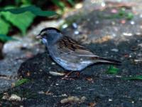White-throated Sparrow X Dark-eyed Junco hybrid