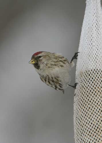 Common Redpoll