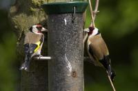 Eurasian Goldfinch (EUGO-003)
