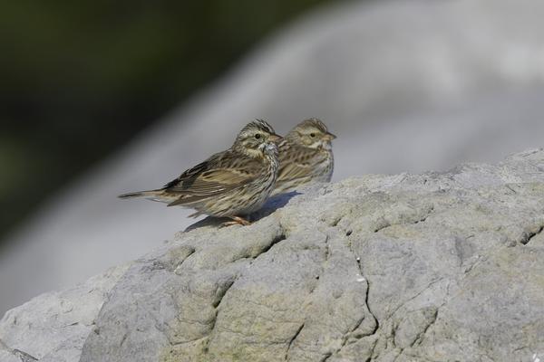 Savannah Sparrow