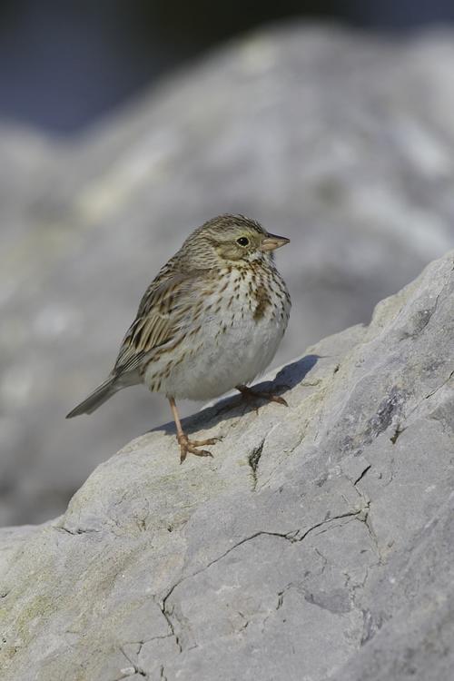 Savannah Sparrow