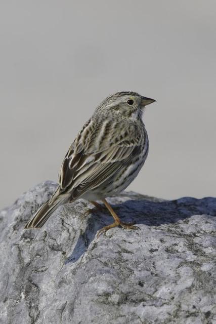 Savannah Sparrow