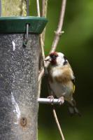 Eurasian Goldfinch (EUGO-004)