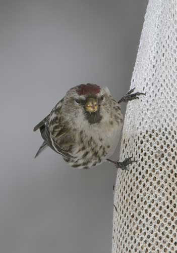 Common Redpoll