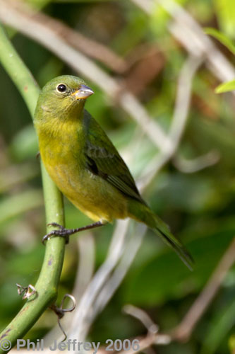 Painted Bunting