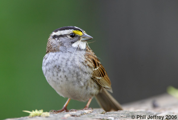 White-throated Sparrow