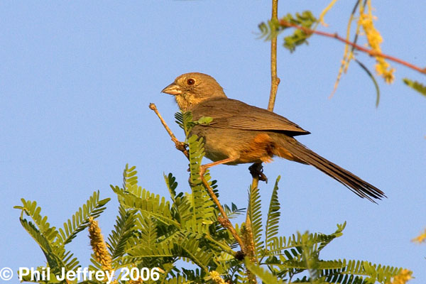 Canyon Towhee