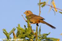 Canyon Towhee