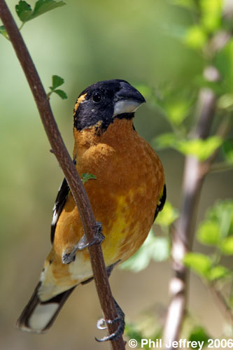 Black-headed Grosbeak