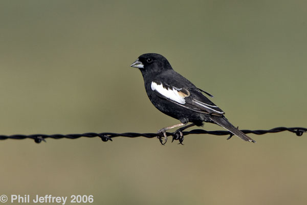 Lark Bunting