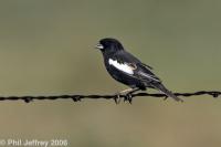 Lark Bunting