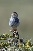 Brewer's Sparrow
