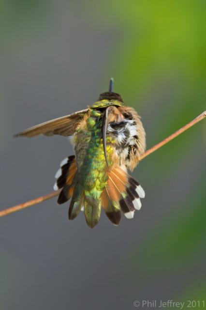 Rufous Hummingbird tail spread